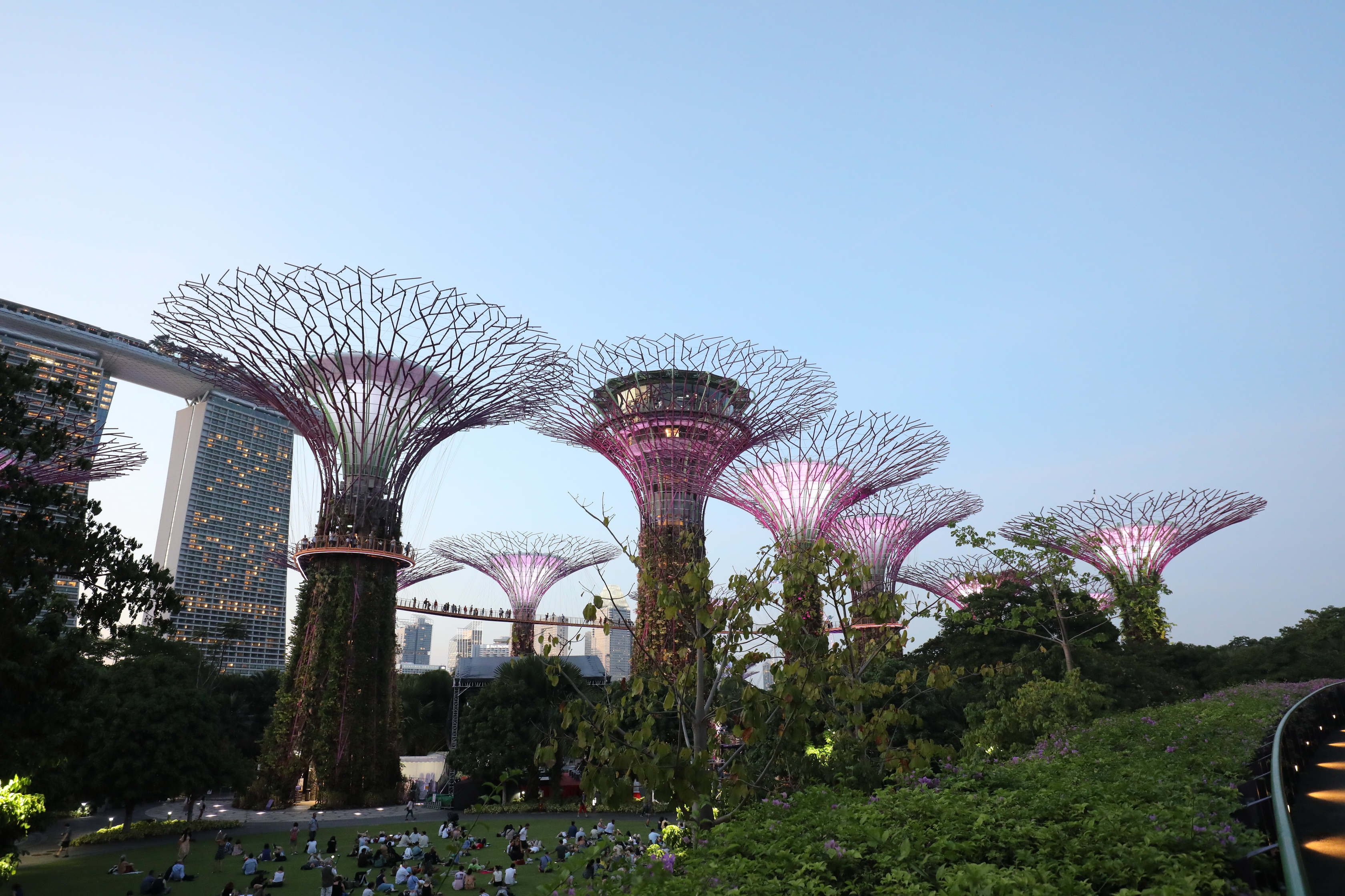 Supertree Grove @  Gardens by the Bay